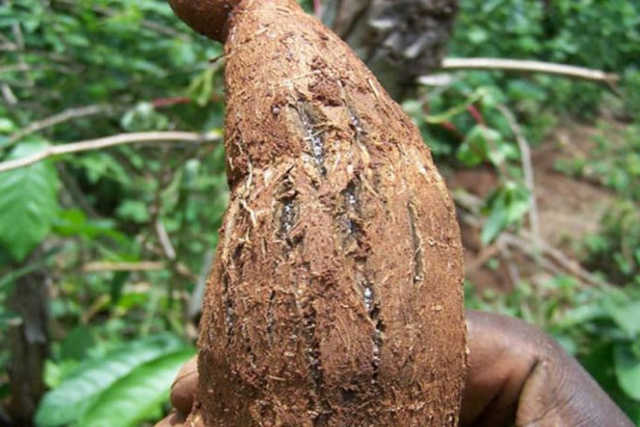 Manioc et maïs en danger : Des maladies déciment les récoltes à Kalehe
