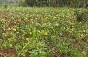 Kabare : les pluies torrentielles dévastent les cultures et plongent les agriculteurs dans la détresse