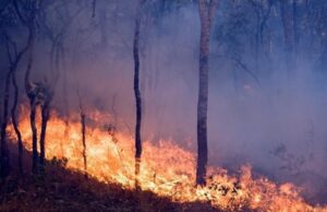 Kabare : un feu de brousse ravage un reboisement communautaire