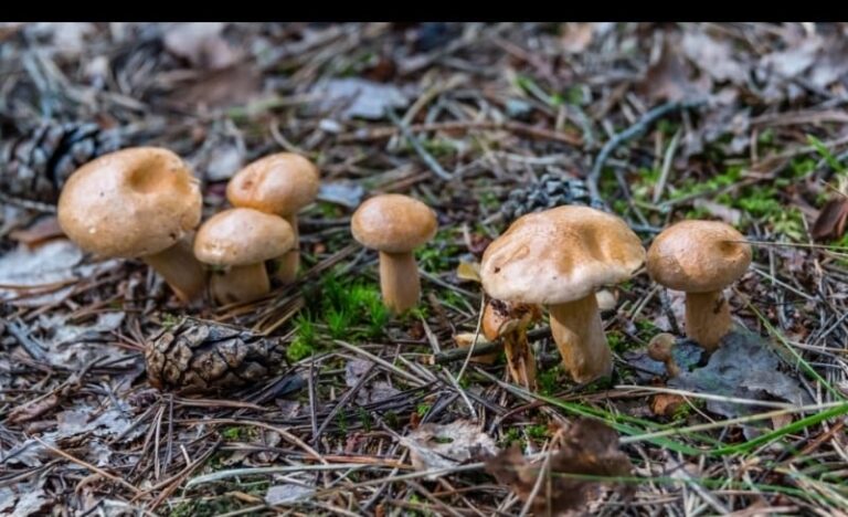 Sud-Kivu : dix personnes prises en charge après avoir consommé des champignons sauvages